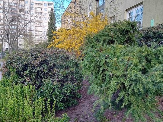 Kwitnące drzewa, pierwsze kolorowe rabaty