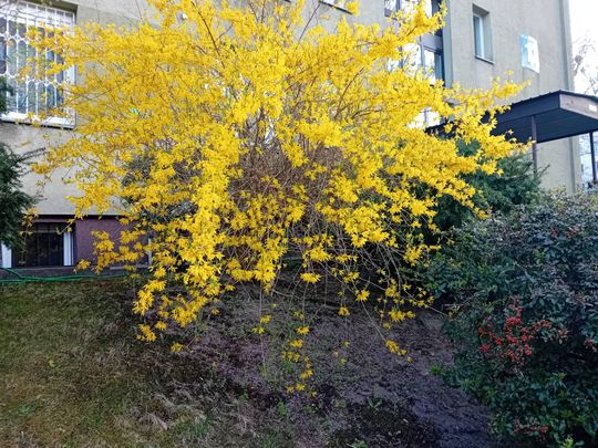 Kwitnące drzewa, pierwsze kolorowe rabaty