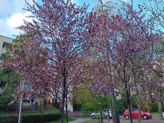 Kwitnące drzewa, pierwsze kolorowe rabaty