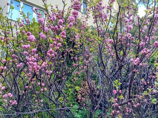 Kwitnące drzewa, pierwsze kolorowe rabaty