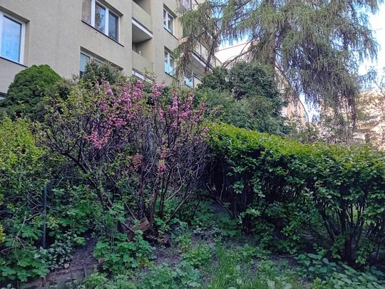 Kwitnące drzewa, pierwsze kolorowe rabaty