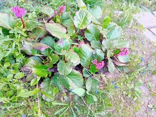 Kwitnące drzewa, pierwsze kolorowe rabaty