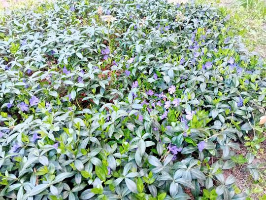 Kwitnące drzewa, pierwsze kolorowe rabaty