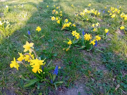 Kwitnące drzewa, pierwsze kolorowe rabaty