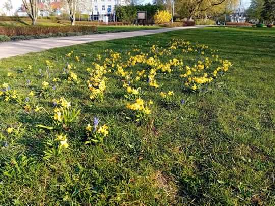 Kwitnące drzewa, pierwsze kolorowe rabaty