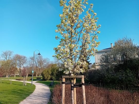 Kwitnące drzewa, pierwsze kolorowe rabaty