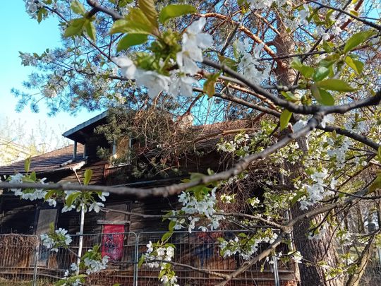 Kwitnące drzewa, pierwsze kolorowe rabaty