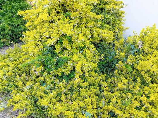 Kwitnące drzewa, pierwsze kolorowe rabaty