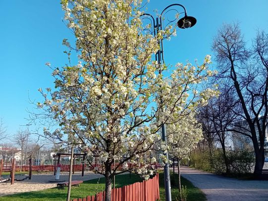 Kwitnące drzewa, pierwsze kolorowe rabaty