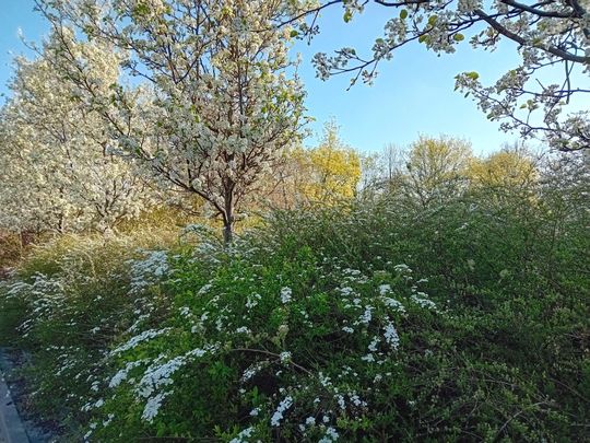 Kwitnące drzewa, pierwsze kolorowe rabaty