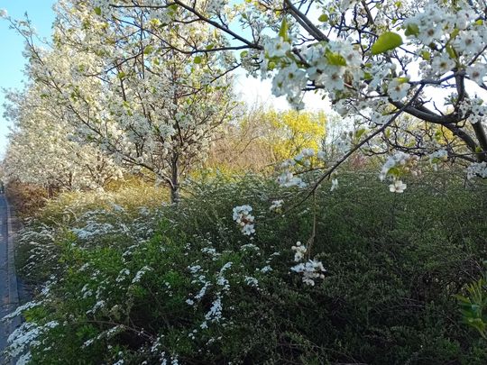 Kwitnące drzewa, pierwsze kolorowe rabaty