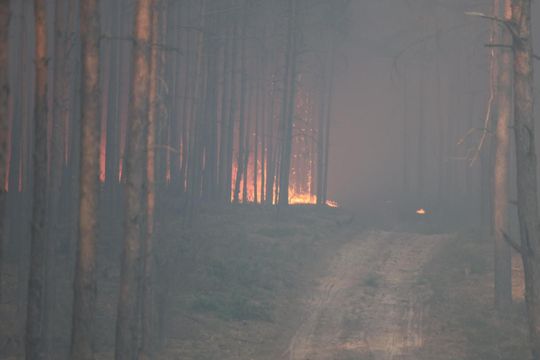 Ogromny pożar lasów na Mazowszu - 26.jpg