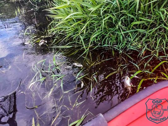Śnięte ryby w Jeziorce. Służby usuwały je z rzeki